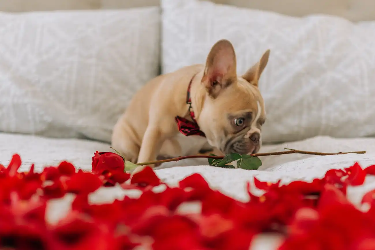 Dog sit on a bed with red flowers